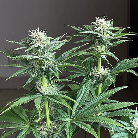 Cookies Gelato - 4 growlog timeline photo
