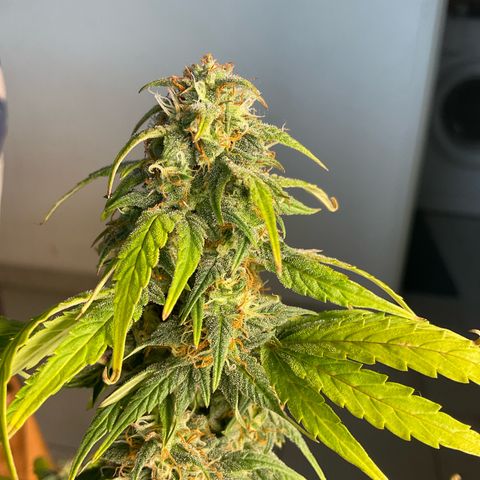 Cookies Gelato 1 growlog timeline photo