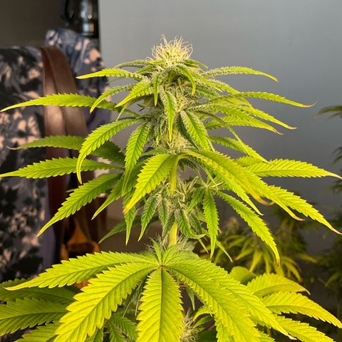 Cookies Gelato - 3 - plagron growlog timeline photo