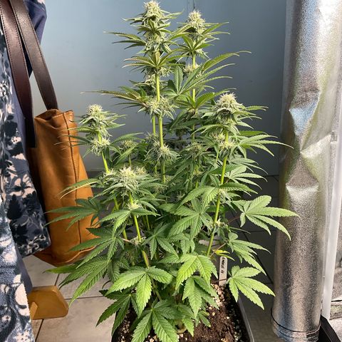 Cookies Gelato - 4 growlog timeline photo