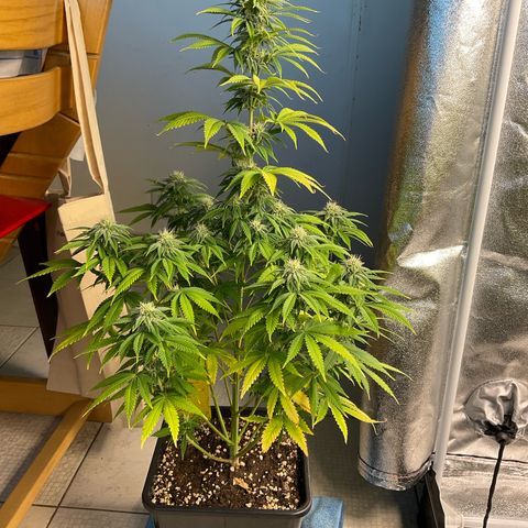 Cookies Gelato - 3 - plagron growlog timeline photo