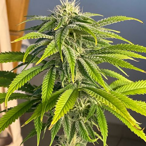 Cookies Gelato - 3 - plagron growlog timeline photo