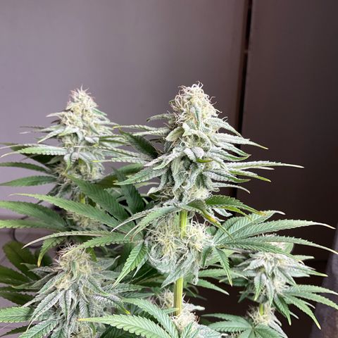 Cookies Gelato - 4 growlog timeline photo