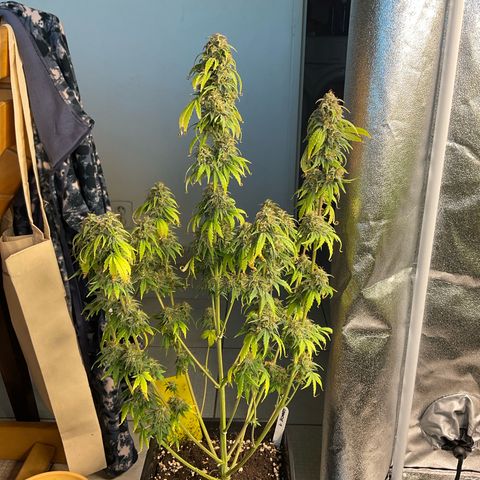 Cookies Gelato 1 growlog timeline photo