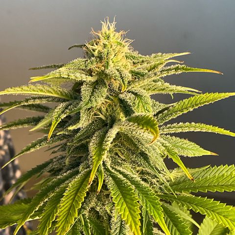 Cookies Gelato - 3 - plagron growlog timeline photo