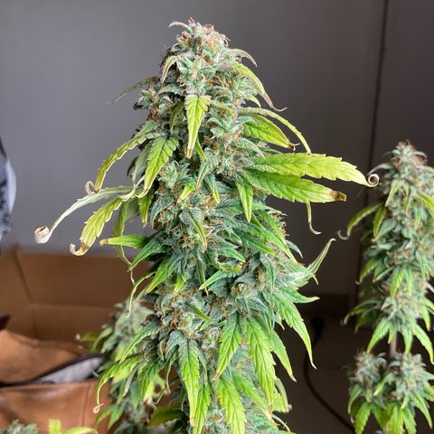 Cookies Gelato 1 growlog timeline photo