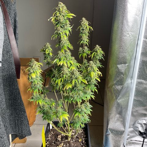 Cookies Gelato 1 growlog timeline photo