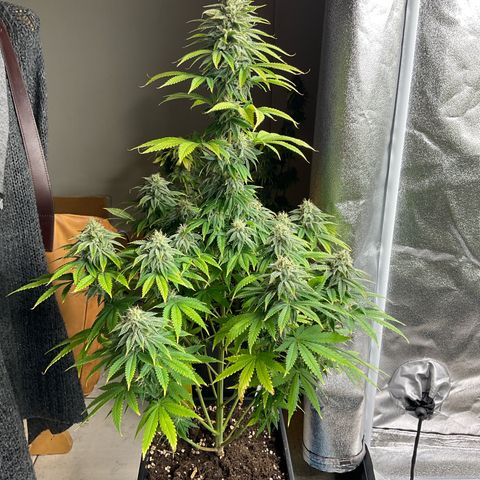 Cookies Gelato - 3 - plagron growlog timeline photo