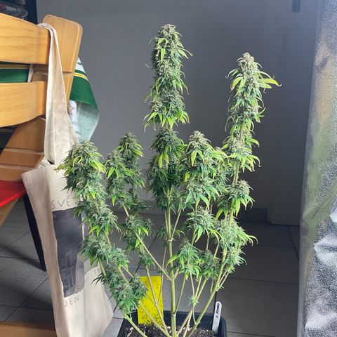 Cookies Gelato 1 growlog timeline photo