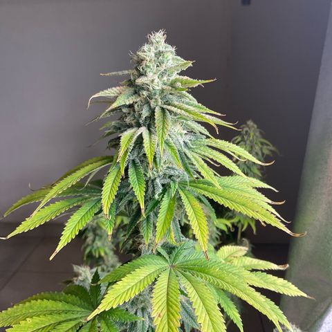 Cookies Gelato - 3 - plagron growlog timeline photo