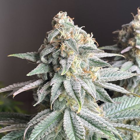 Cookies Gelato - 4 growlog timeline photo