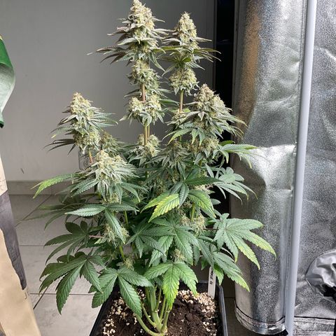 Cookies Gelato - 4 growlog timeline photo