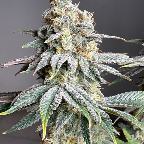 Cookies Gelato - 4 growlog timeline photo