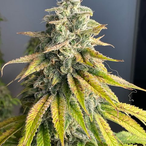 Cookies Gelato - 3 - plagron growlog timeline photo