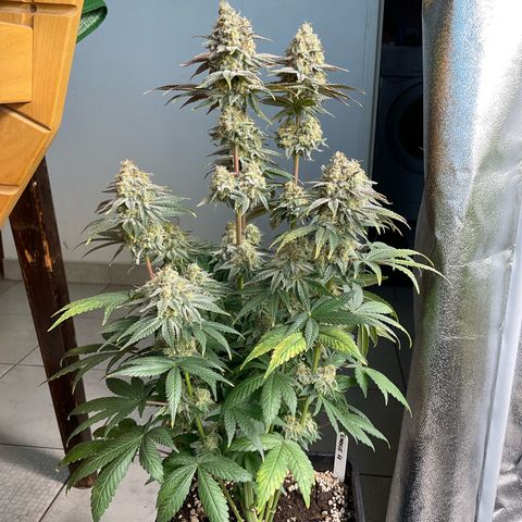 Cookies Gelato - 4 growlog timeline photo