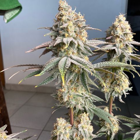 Cookies Gelato - 4 growlog timeline photo