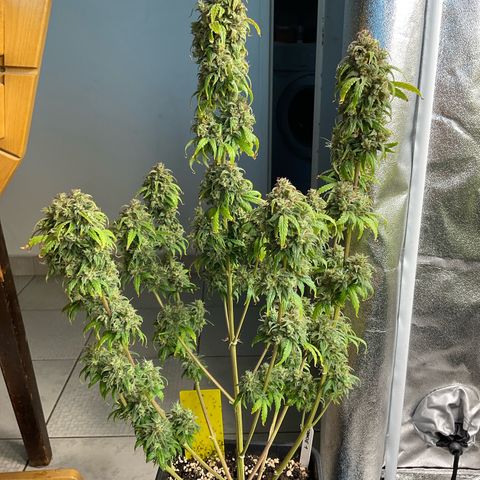 Cookies Gelato 1 growlog timeline photo