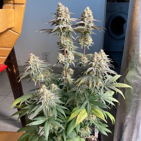 Cookies Gelato - 4 growlog timeline photo