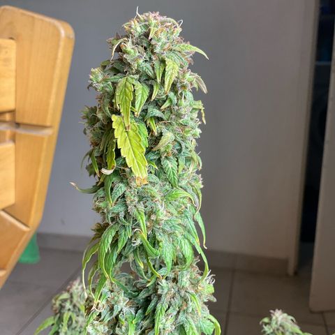 Cookies Gelato 1 growlog timeline photo