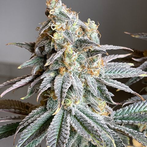 Cookies Gelato - 4 growlog timeline photo