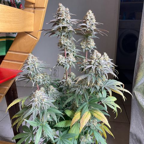 Cookies Gelato - 4 growlog timeline photo