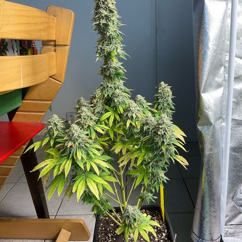 Cookies Gelato - 3 - plagron growlog timeline photo