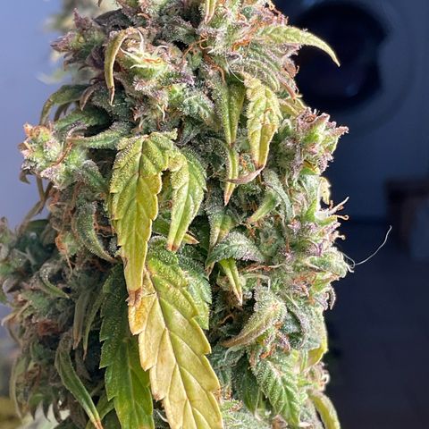 Cookies Gelato 1 growlog timeline photo