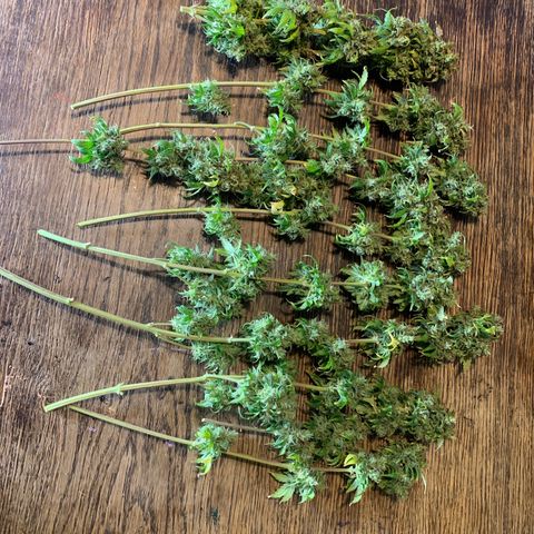 Cookies Gelato 1 growlog timeline photo