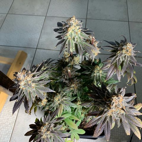 Cookies Gelato - 4 growlog timeline photo