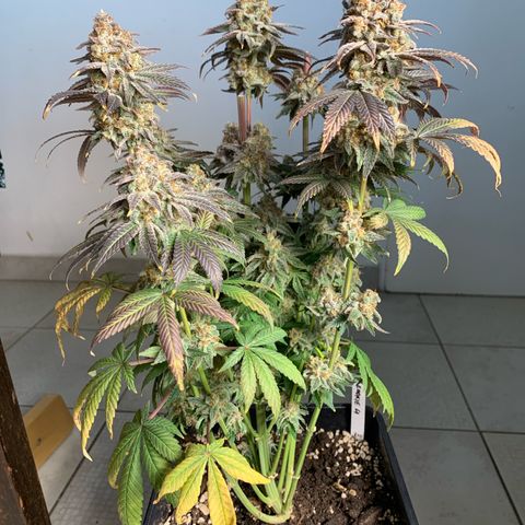 Cookies Gelato - 4 growlog timeline photo