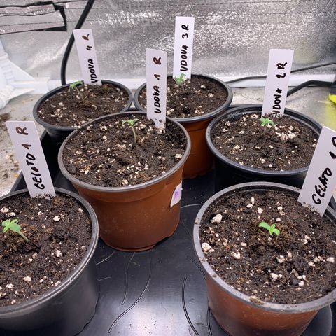 Runtz Muffin - R 1 Growlog-Foto 3