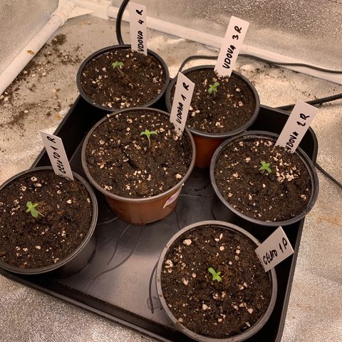 Runtz Muffin - R 1 growlog timeline photo