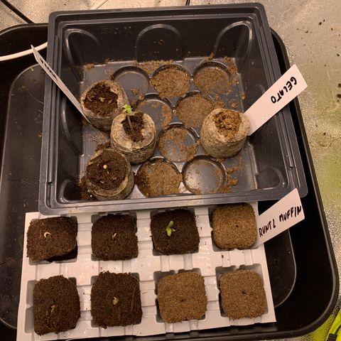 Runtz Muffin - R 1 growlog timeline photo