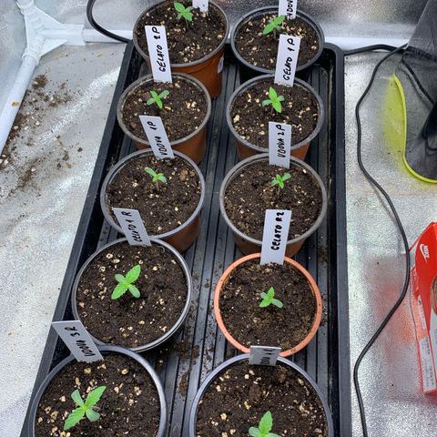 Runtz Muffin - R 1 growlog timeline photo