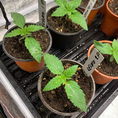 Runtz Muffin - R 1 growlog timeline photo
