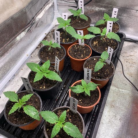 Runtz Muffin - R 1 growlog timeline photo
