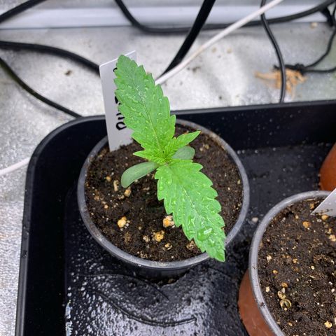 Runtz Muffin - R 1 growlog timeline photo