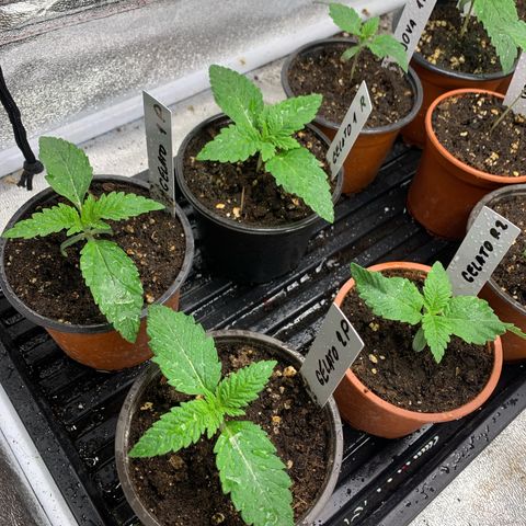 Runtz Muffin - R 1 growlog timeline photo