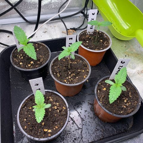Runtz Muffin - R 1 growlog timeline photo