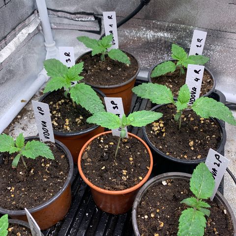 Runtz Muffin - R 1 growlog timeline photo