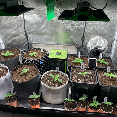 Runtz Muffin - R 1 growlog timeline photo