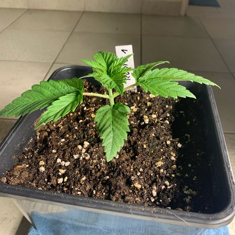 Runtz Muffin - R 1 growlog timeline photo
