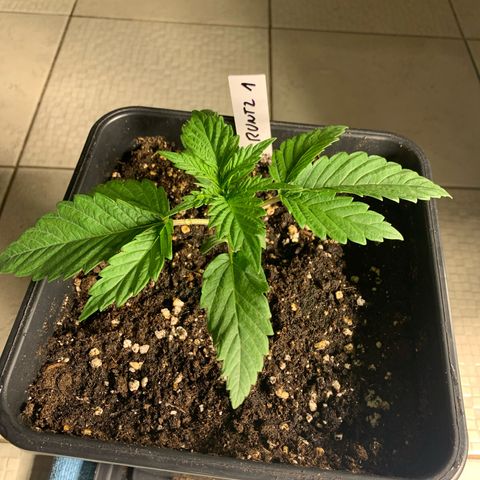 Runtz Muffin - R 1 growlog timeline photo