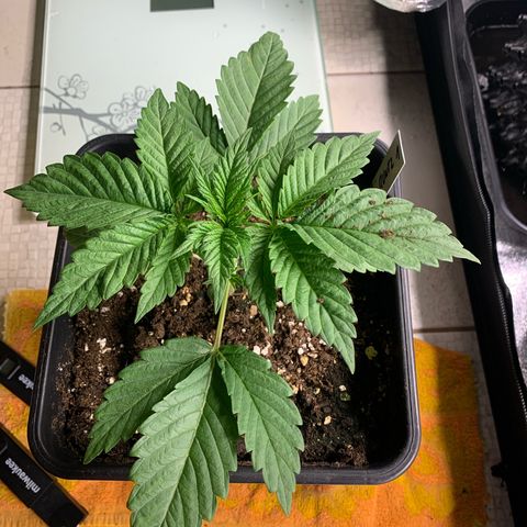 Runtz Muffin - R 1 growlog timeline photo