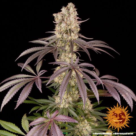 Runtz Muffin - R 1 Growlog-Foto 1