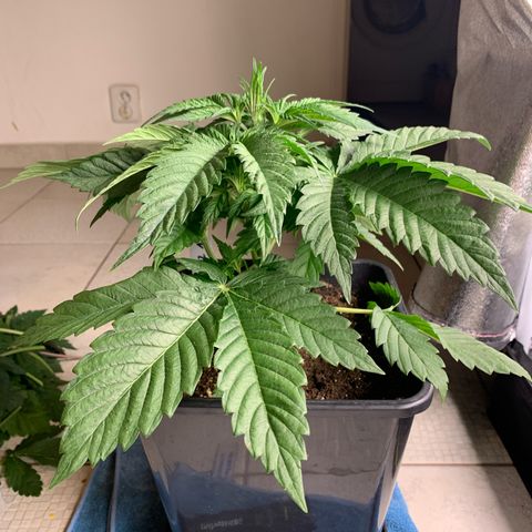 Runtz Muffin - R 1 growlog timeline photo