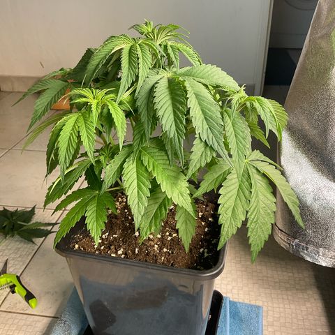 Runtz Muffin - R 1 growlog timeline photo