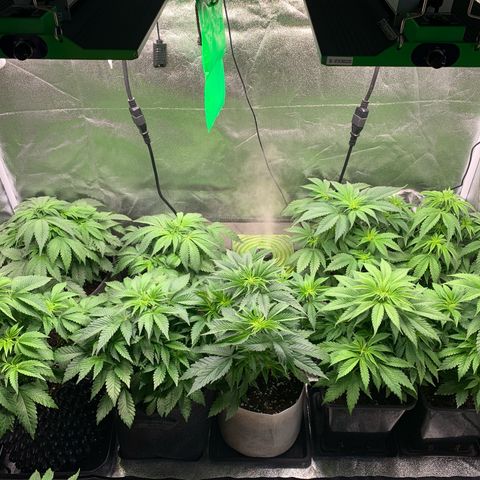 Runtz Muffin - R 1 growlog timeline photo