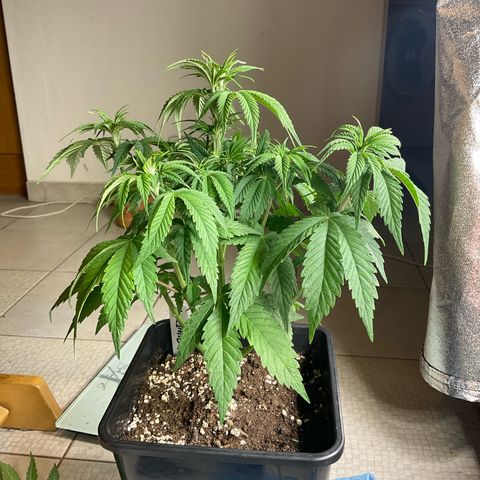 Runtz Muffin - R 1 growlog timeline photo
