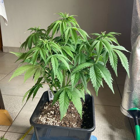 Runtz Muffin - R 1 growlog timeline photo
